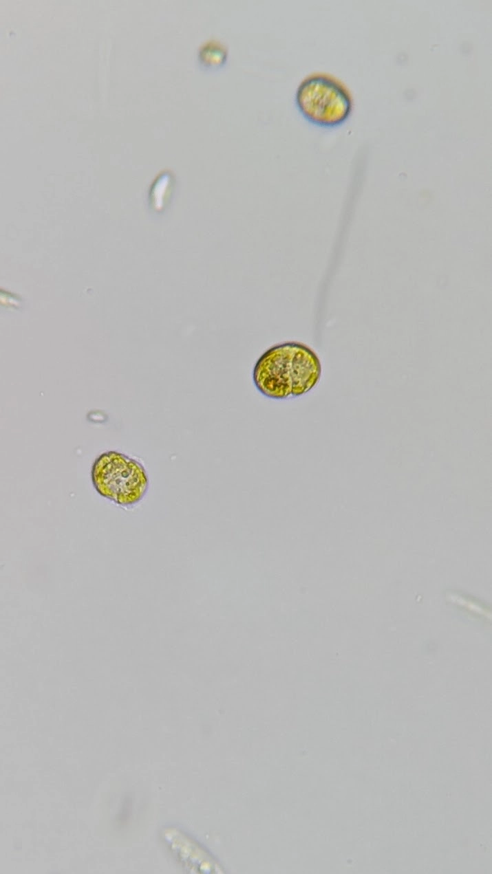 Algae Sample