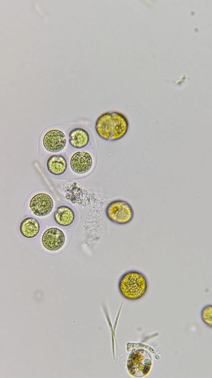 Algae Sample