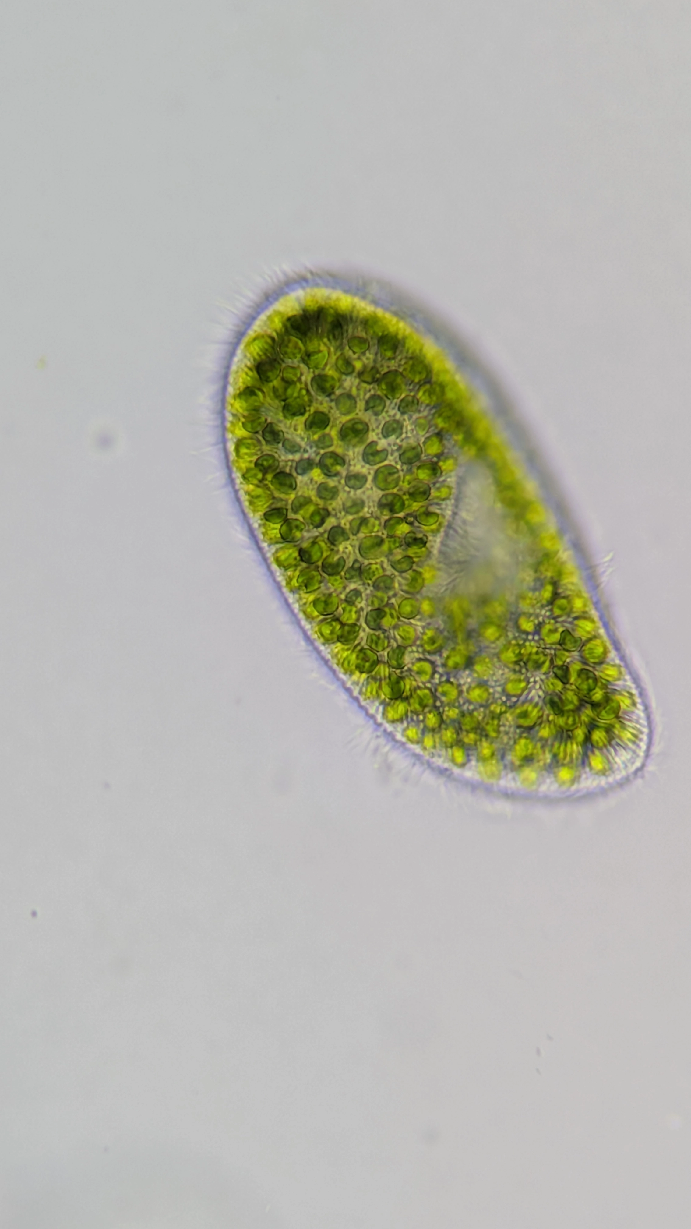 Algae Sample